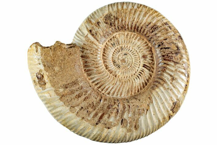 Jurassic Ammonite (Perisphinctes) - Madagascar #227482